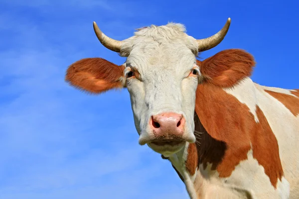 Hlava krávy proti obloze — Stock fotografie