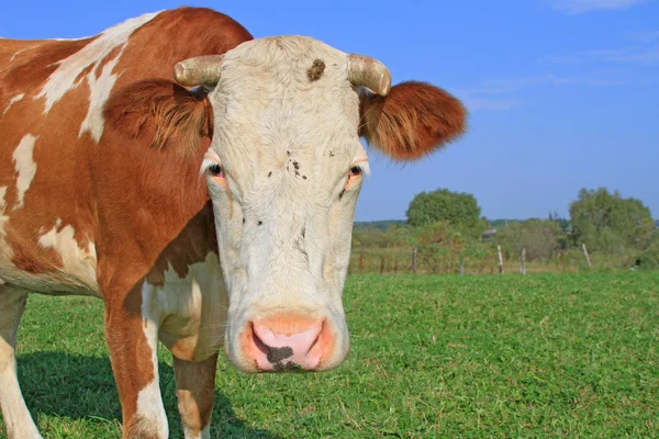 Vaca em um pasto de verão — Fotografia de Stock