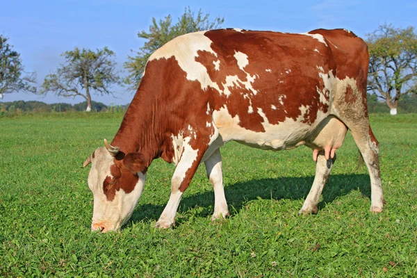 Cow on a summer pasture — Stock Photo, Image