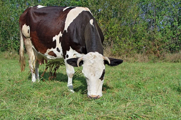 Koe op een zomerweide — Stockfoto