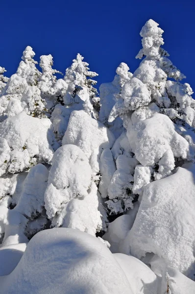 Tannen unter Schnee — Stockfoto