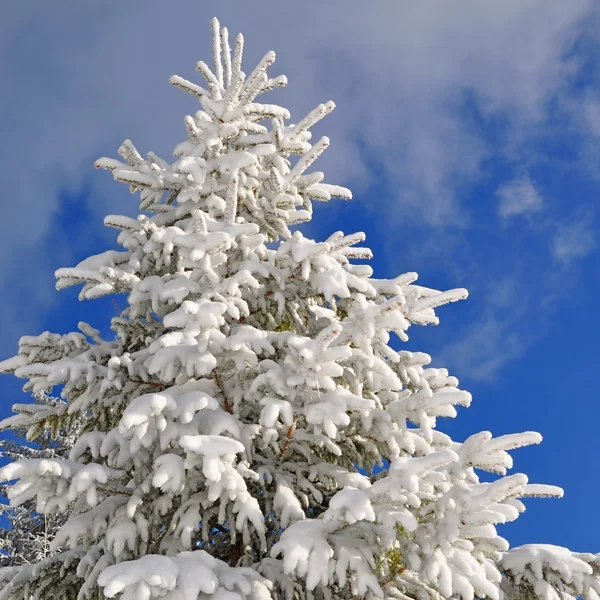 Firs under snow Stock Image