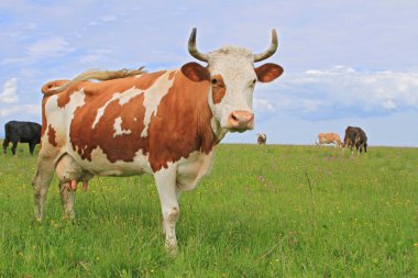 Yaz otlağında inek