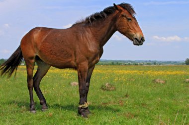 Yaz otlağında bir at