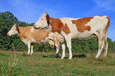 Yaz otlağında inekler