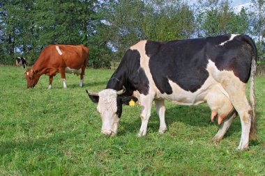 Yaz otlağında inekler