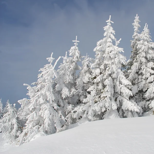 Firs sob neve — Fotografia de Stock