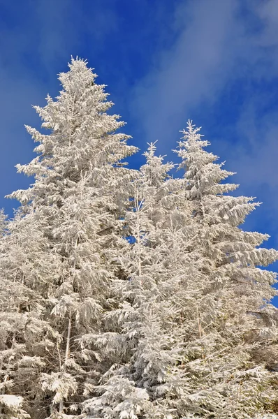 Firs kar altında — Stok fotoğraf