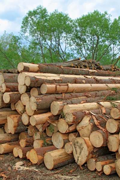 Wood preparation — Stock Photo, Image