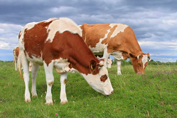 El ternero en un pasto de verano — Foto de Stock