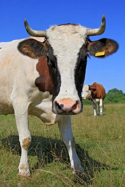 Vaca em um pasto de verão — Fotografia de Stock