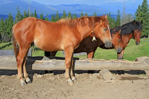 Hästar på sommarbete en sommar — Stockfoto