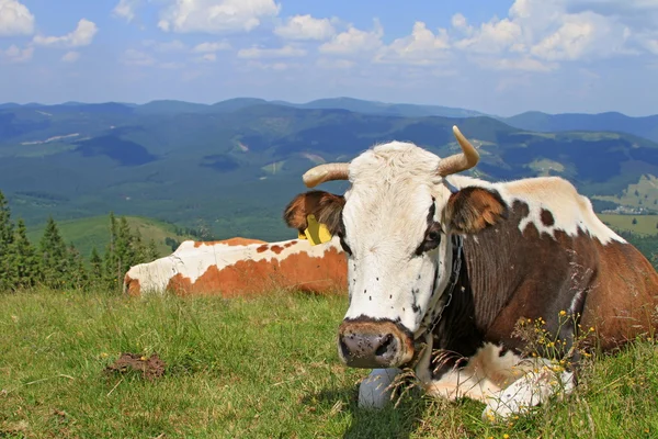 Cow on a summer mountain pasture — Stock Photo, Image