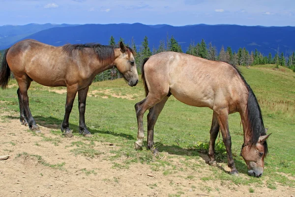 Caballos en un pasto de montaña de verano —  Fotos de Stock