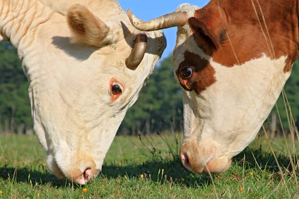Las cabezas de las vacas contra el pasto —  Fotos de Stock