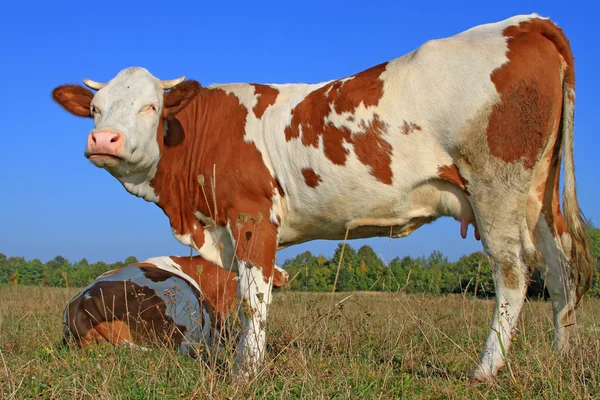 Vaca em um pasto de verão — Fotografia de Stock