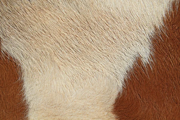 Fragment of a skin of a cow — Stock Photo, Image