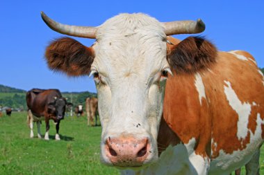 Yaz otlağında inek