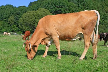 Yaz otlağında inek