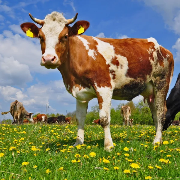 Cow on a summer pasture — Stock Photo, Image