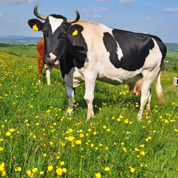 Vaca em um pasto de verão — Fotografia de Stock