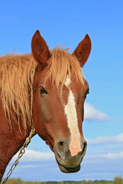 Head of a horse against the sky — Stock Photo, Image