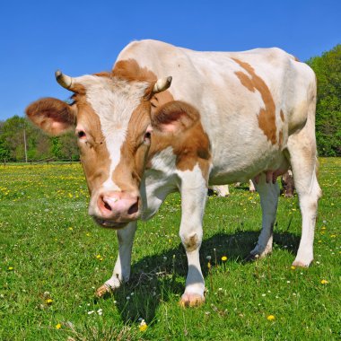 Yaz otlağında inek