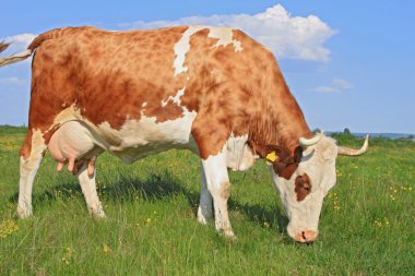 Yaz otlağında inek