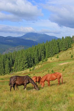 Yaz Dağı mera üzerinde atlar