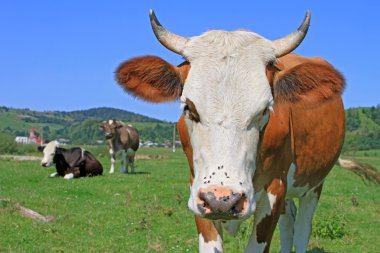 Yaz otlağında inek