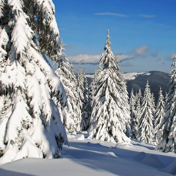 Abeti sotto la neve — Foto Stock