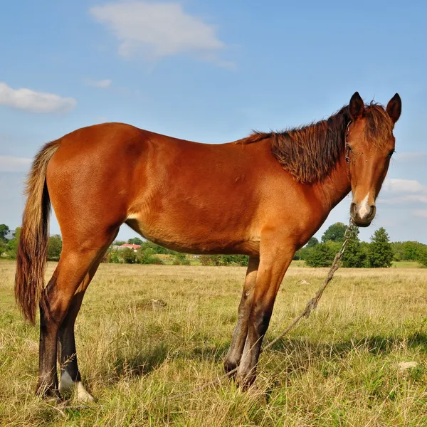 Kůň na letní pastvině — Stock fotografie