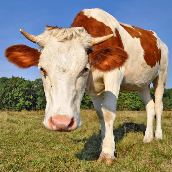 A nyári legelőn borjú — Stock Fotó