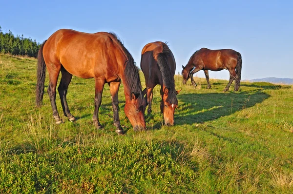 夏の山の牧草地の馬 — ストック写真