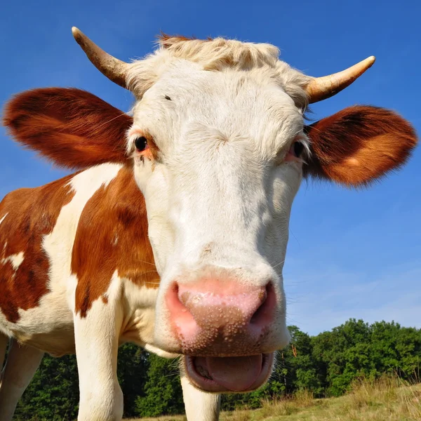 Het kalf op een zomer weiland — Stockfoto