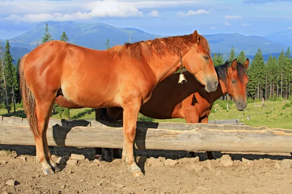 Cavalos em um pasto de montanha de verão — Fotografia de Stock