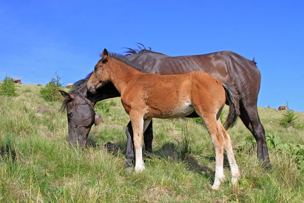 Föl med en märr på en fäbod — Stockfoto