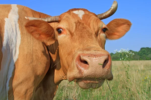 Kopf einer Kuh gegen eine Weide — Stockfoto