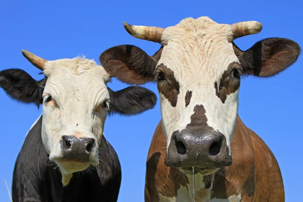 Hlavy krav proti obloze — Stock fotografie