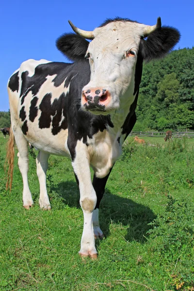 在夏天的牧场上放牛 — 图库照片