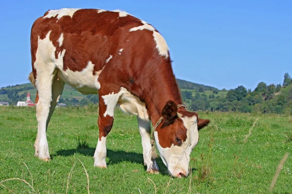 A nyári legelőn borjú — Stock Fotó