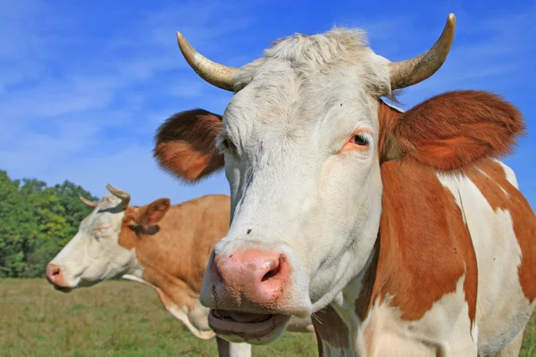 Hlava krávy proti pastvině — Stock fotografie
