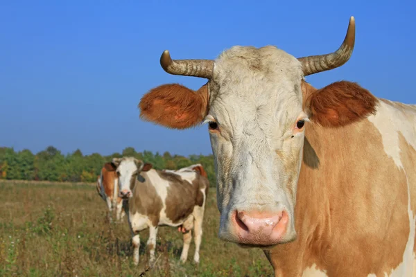 Cabeça de uma vaca contra um pasto — Fotografia de Stock