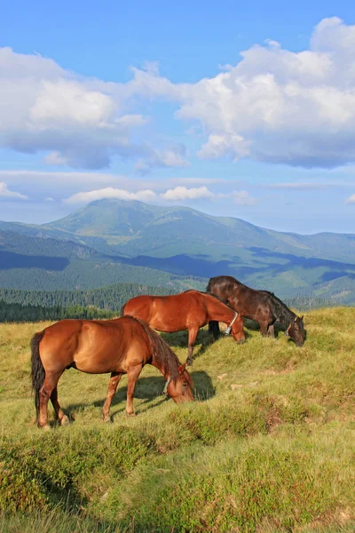 Paarden op een zomer berg grasland Stockafbeelding