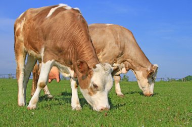 Yaz mera üzerinde anne yanında buzağı.