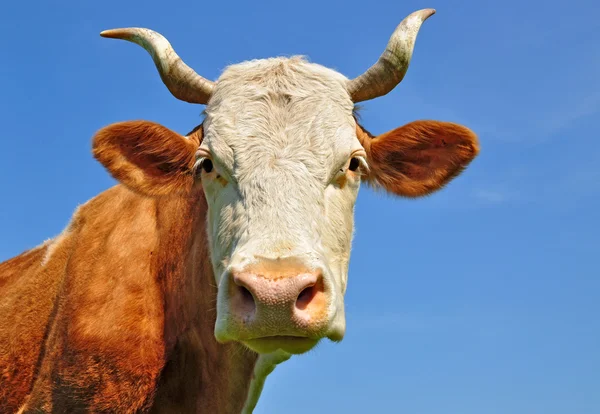 Głowa krowy z nieba. — Zdjęcie stockowe