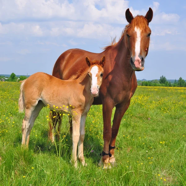 Föl med en märr på en fäbod — Stockfoto