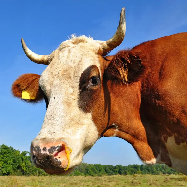 Huvudet av en ko mot en betesmark — Stockfoto