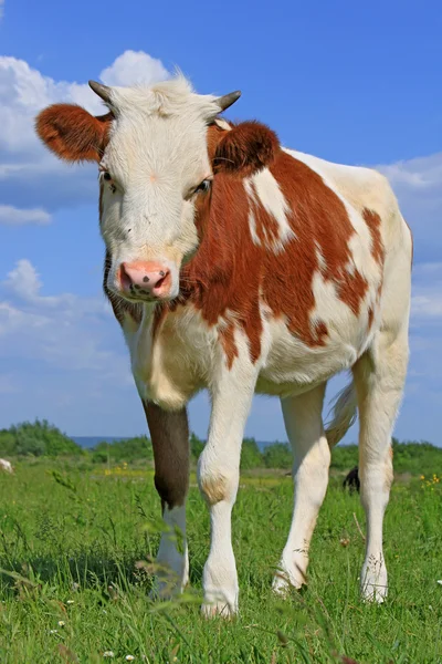 Vacas em um pasto de verão. — Fotografia de Stock