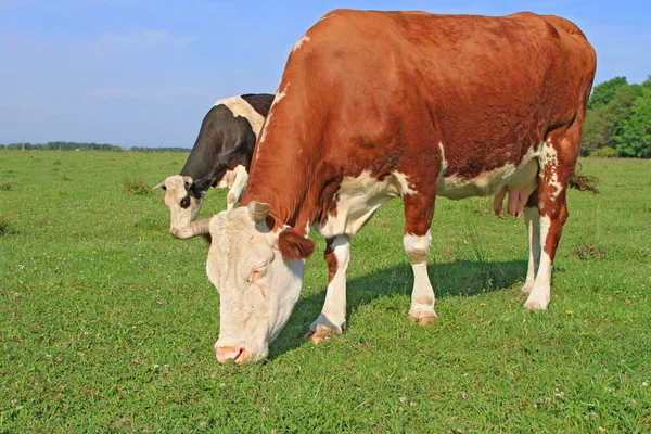 Las vacas en un pasto de verano. —  Fotos de Stock